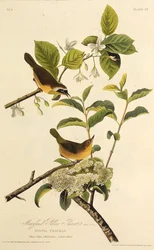 Maryland Yellowthroat. Från The Birds of America, 1827-1838.