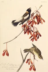 Risfågeln. Från The Birds of America, 1827-1838.