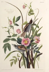 Havsfinken. Från The Birds of America, 1827-1838.