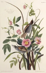 Havsfinken. Från The Birds of America, 1827-1838.