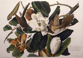 Svarnäbbad gök. Ur Amerikas fåglar, 1827-1838.