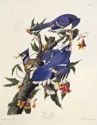 Blåskrikan. Från The Birds of America, 1827-1838.