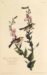 Den kastanjsidiga sångaren. Från The Birds of America, 1827-1838.