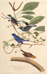 Indigofåglarna. Från The Birds of America, 1827-1838.