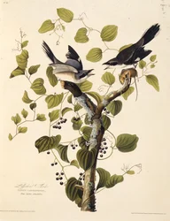 Snäckorn. Från The Birds of America, 1827-1838.