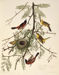 Fruktträdgården. Från The Birds of America, 1827-1838.