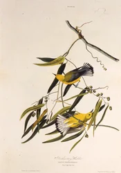 Den protonotära sångaren. Från The Birds of America, 1827-1838.