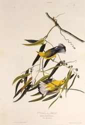 Den protonotära sångaren. Från The Birds of America, 1827-1838.
