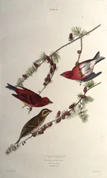 Lilafinken. Från The Birds of America, 1827-1838.