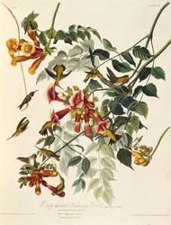 Den rubinstrupiga kolibrien. Från The Birds of America, 1827-1838.