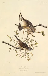 Låten sparv. Från The Birds of America, 1827-1838.
