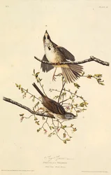 Låten sparv. Från The Birds of America, 1827-1838.