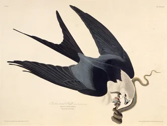Svalstjärtsgladan. Ur Amerikas fåglar, 1827-1838.