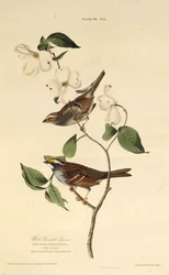 Vitstrupsparven. Från The Birds of America, 1827-1838.