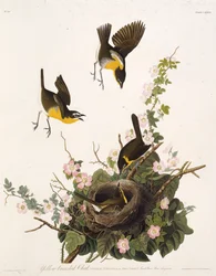 Gulbröstad skogssångare. Ur The Birds of America, 1827-1838
