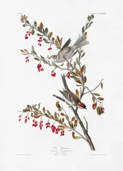 Trädsparv ur *Birds of America* (1827)