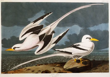 Tropisk fågel