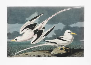 Tropisk fågel ur *Birds of America* (1827)