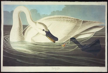 Trumpetare Swan