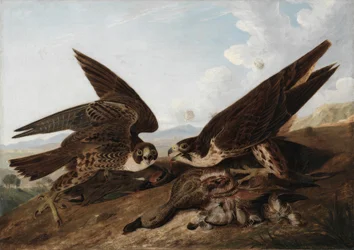 Pilgrimsfalkar (andvråk)
