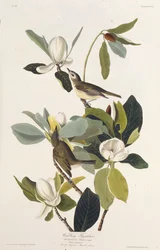 Warbling flugsnappare. Från The Birds of America, 1827-1838.