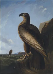 Washington Havsörn