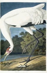 Kiktrana, vuxen man, 1834