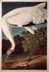 Whooping Crane, från "Birds of America"