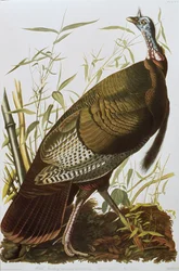 Wild Turkey, från "Birds of America", publicerad 1829
