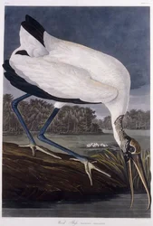 Trä Ibis