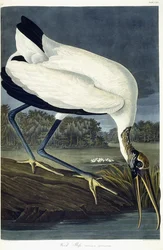 Wood Ibis, 1834