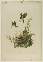 Yellow-breasted Chat, tryckt av Julien Bien och publicerad av Roe Lockwood & Son, 1861 (kromolitografi)