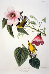 Blue Winged Yellow Warbler, från Birds of America, graverad av Robert Havell (1793-1878)