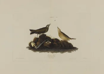 Brown Lark, från Birds of America, graverad av Robert Havell (1793-1878)