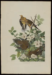 Carolina Pigeon eller Turtle Dove, från Birds of America, graverad av Robert Havell (1793-1878)