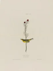 Selbys Fly Catcher, från Birds of America, graverad av Robert Havell (1793-1878)