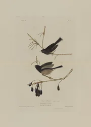 Snow Bird, från Birds of America, graverad av Robert Havell (1793-1878)