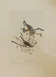 Song Sparrow, från Birds of America, graverad av Robert Havell (1793-1878)