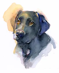 Svart labrador, 2017