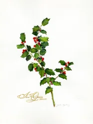 Holly botanical, 2013, (akvarell)
