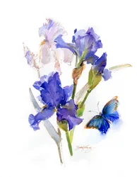 Iris med blå fjäril, 2016, (akvarell)