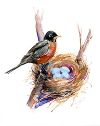 Robin med bo; 2016, (akvarell)