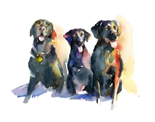 Tre svarta labradorer, 2015