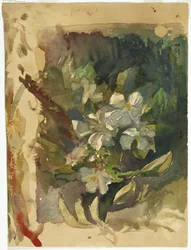 Äppelblommor i solljus (wc på papper)