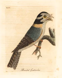Australisk uggla nattskärra, Aegotheles cristatus eller gulbrun grodmun, Podargus strigoides? (Bandad goatsucker, Caprimulgus vittatus.) Handfärgad kopparplåt tecknad och graverad av John Latham från hans egen A General History of Birds, Winchester