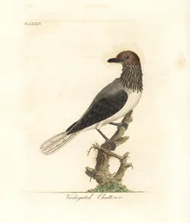 Skäggig klockfågel, Procnias averano (brokig skvattrare, Ampelis variegata). Handkolorerat kopparstick ritat och graverat av John Latham ur hans egen A General History of Birds, Winchester