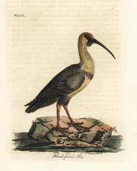 Black-faced ibis, Theristicus melanopis (Tantalus melanops). Handfärgad kopparplåt ritad och graverad av John Latham från hans egen A General History of Birds, Winchester