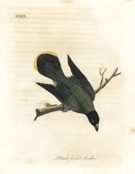 Svarthövdad bulbul, Pycnonotus atriceps (Svarthövdad tofska, Lanius melanocephalus). Infödd på Hawaii enligt Latham, Australien enligt Shaw. Handfärgad kopparplåt ritad och graverad av John Latham från hans egen A General History of Birds, Wi