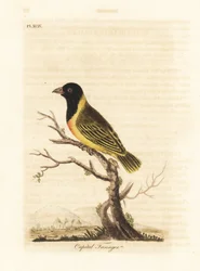 Svarthuvad gulkragad vävare, Ploceus melanocephalus capitalis (Capital tanager, Tanagra capitalis). Handfärgad kopparplåt ritad och graverad av John Latham från hans egen A General History of Birds, Winchester