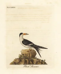 Svart saxnäbb, Rynchops niger (Rhynchops nigra). Handkolorerat kopparstick ritat och graverat av John Latham ur hans egen A General History of Birds, Winchester